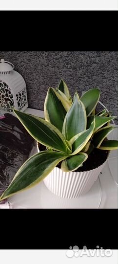 Сансевиерия ханни крео