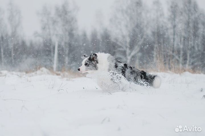 Щенок бордер колли девочка