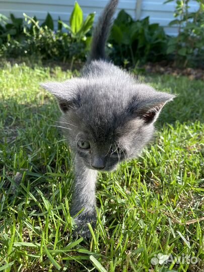 Котенок за шоколадку