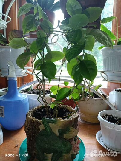 Комнатные цветы в горшках