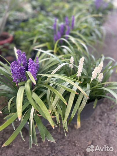 Лериопе растения