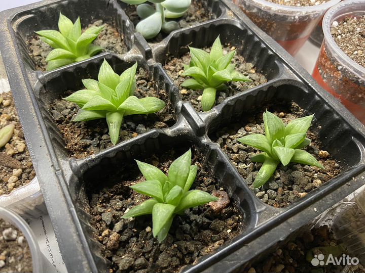 Суккуленты