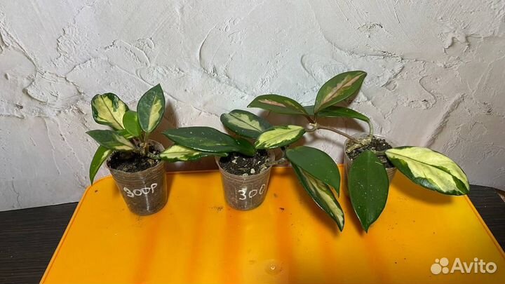 Хойя H. Carnosa Tricolor