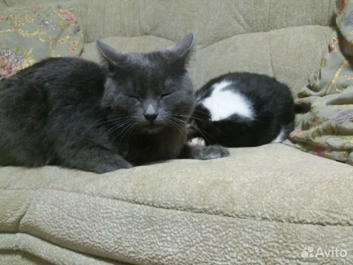 Русская голубая