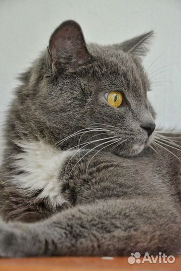 Кошечка Манюня в добрые руки