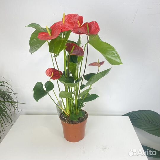 Антуриум Андре