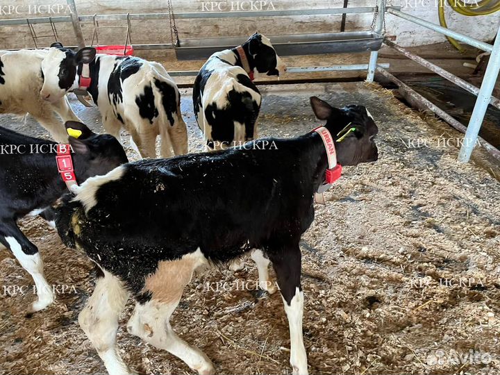 Крс Телята мясные