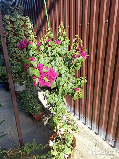 Комнатные растения цветы