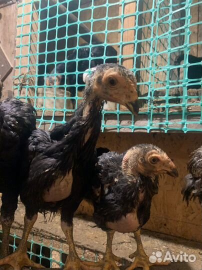 Бойцовые цыплята