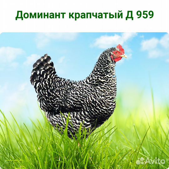 Куры молодки доминант