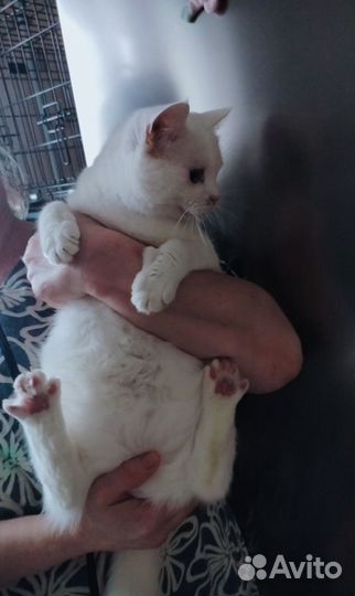 Котик в добрые руки