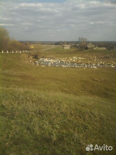 Яйцо домашнее на инкубацию