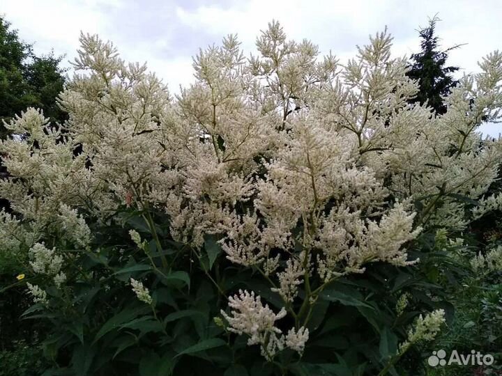 Горец изменчивый