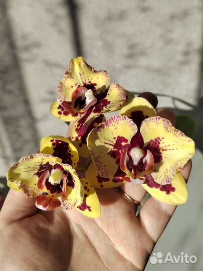 Орхидея фаленопсис бабочка