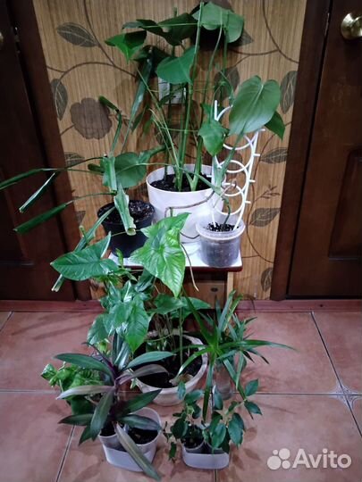 Комнатные цветы