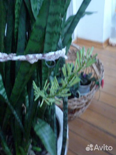 Цветок -сансевиерия (тёщин язык),охраняет дом