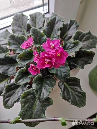 Фиалка листик