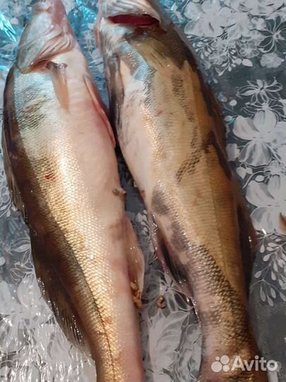 Рыба: судак