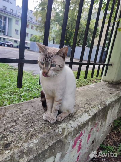 Породистый кот ищет дом, кот в добрые руки