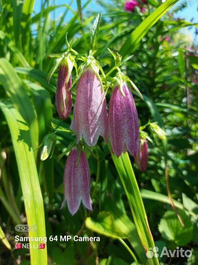 Колокольчик