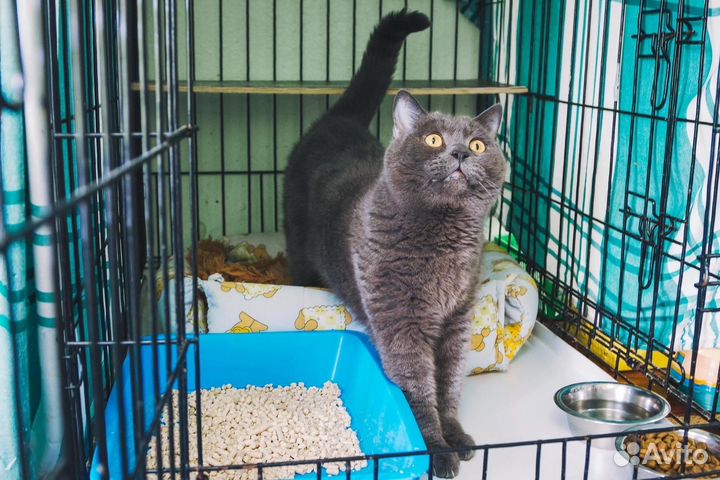 Кошка Бриша