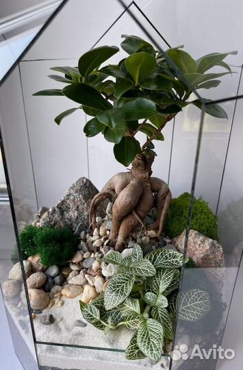 Флорариум Бонсай
