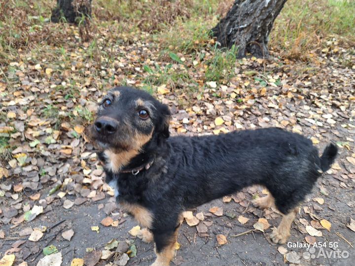 Отдам в добрые руки девочку по имени Дана