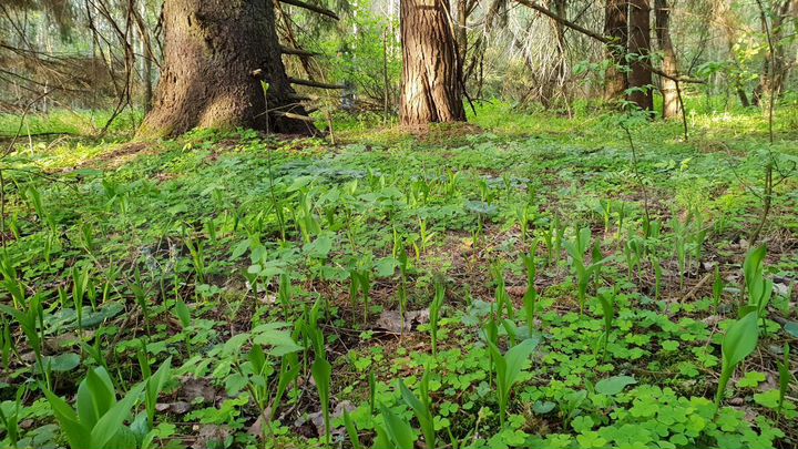 Участок 4,4 га (СНТ, ДНП)