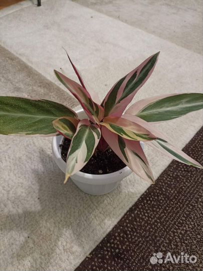 Комнатные цветы