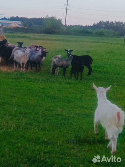 Овцы бараны