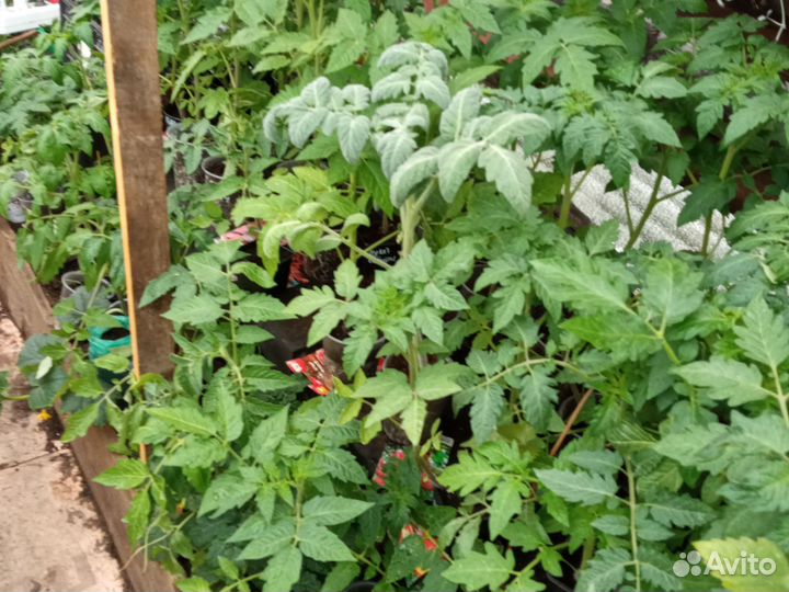 Рассада помидор(томат),перцев,баклажан,однолетник