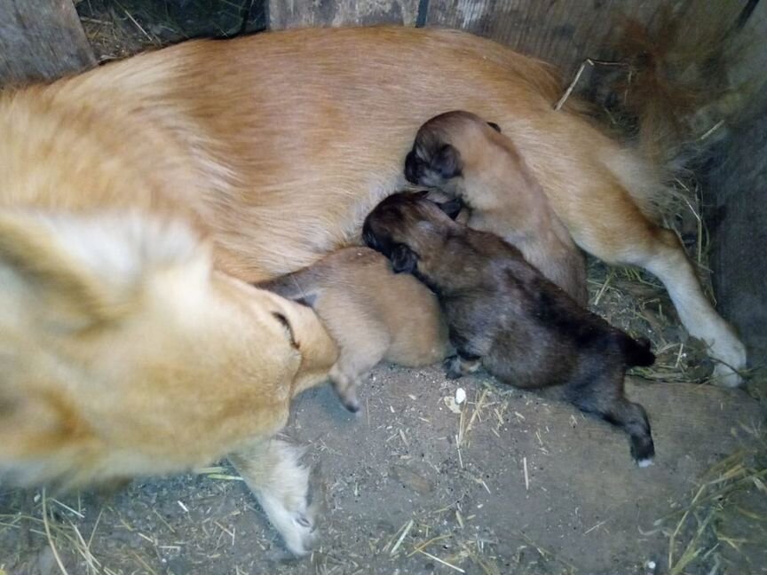 Щенки маленькой собачки