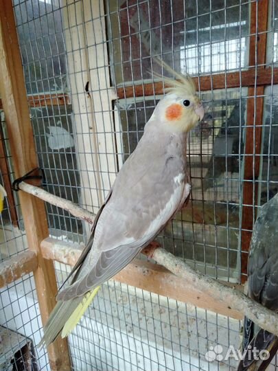 Попугай корелла девочка
