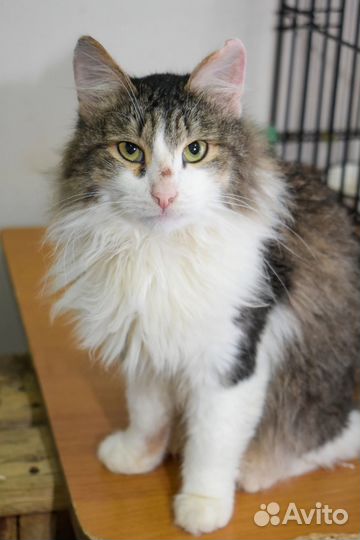 Кошка в дар