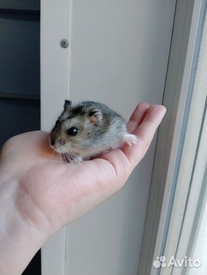 Джунгарский хомяк