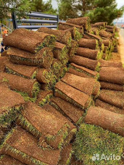 Рулонный газон, укладка, продажа