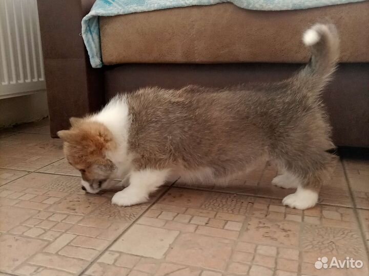 Мальчик вельш-корги пемброк