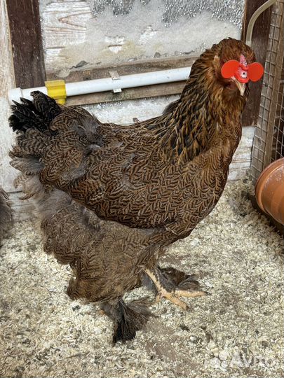 Семья брама