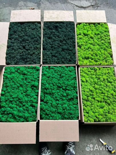 Стабилизиронный мох ягель, кочка, пластовой