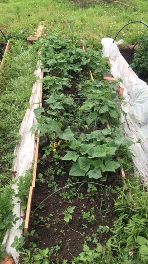 Участок 6 сот. (СНТ, ДНП)