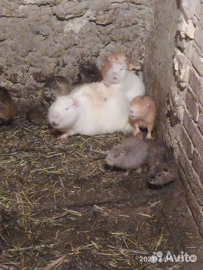 Продаются нутрии