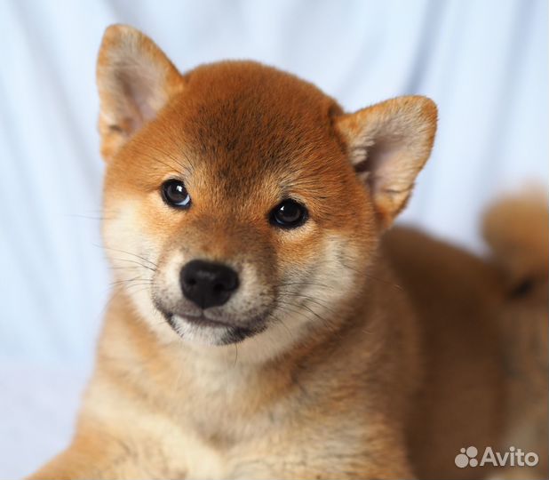 Шиба (сиба ) ину щенки