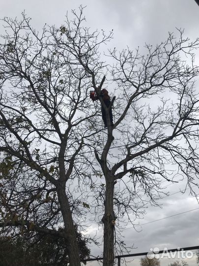 Спил деревьев