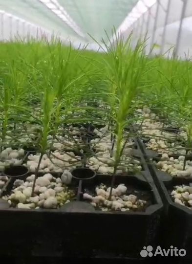 Саженцы ели зкс от производителя