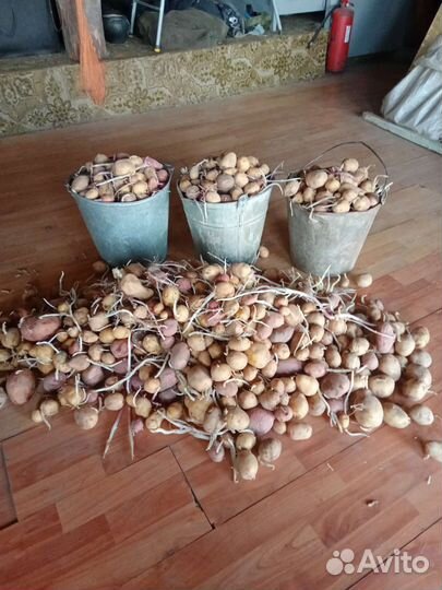 Семенной картофель