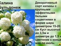 Схема посадки калины бульденеж