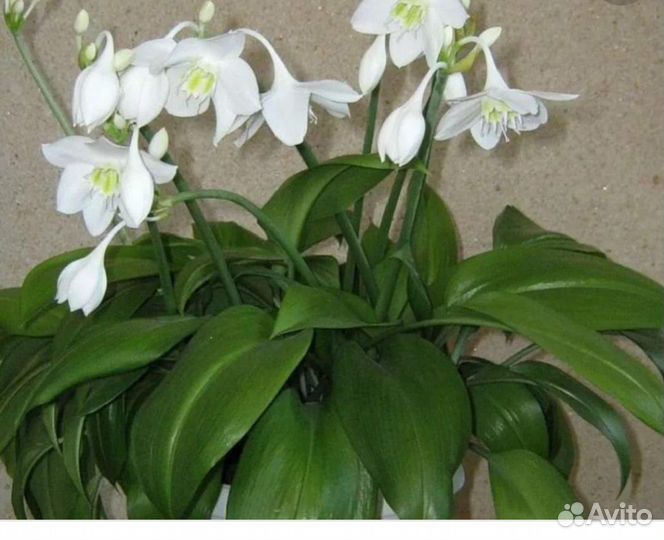 Эухарис амазонская лилия