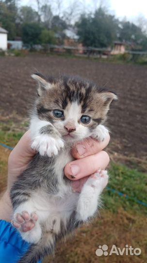 Классный Котик от Вислоухой кошки