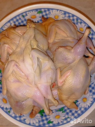 Перепела и перепелиные яйца