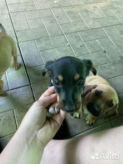 Собака такса